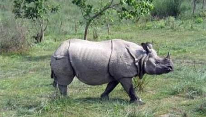 चितवनमा गैंडाको आक्रमणबाट नेचर गाइडको मृत्यु