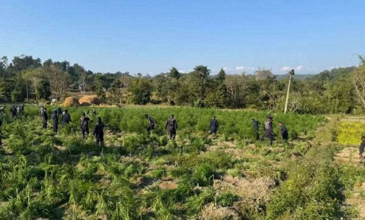 सर्लाहीको चुरेवर्ती क्षेत्रमा साँढे ३ बिघा अवैध गाँजा खेती नष्ट