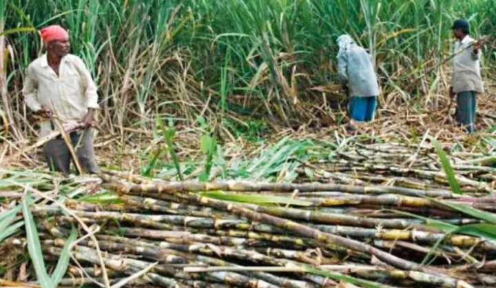 सरकारले उखुको मूल्य तोक्यो, किसानले प्रतिक्विन्टल ६३५ रुपैयाँ पाउने