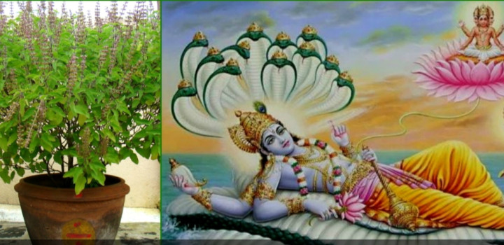 आषाढ शुक्ल एकादशी : तुलसीको बिरुवा रोपिदै, चतुर्मास शुरु